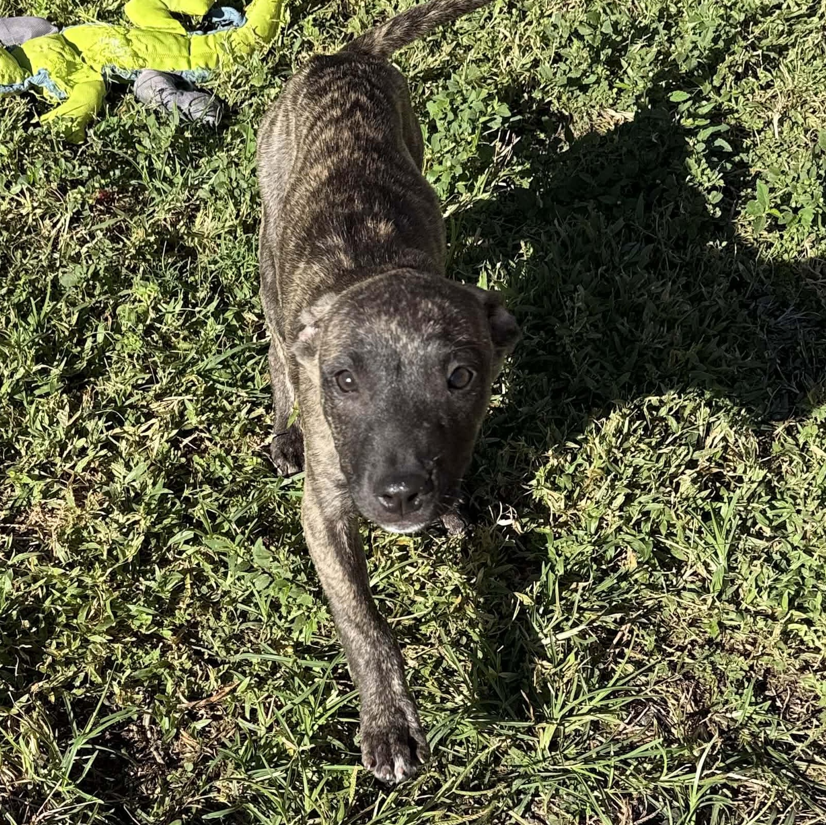 Enlarge Smoky, a ADOPTABLE mixed breed in ISABELA, PR image 1/4