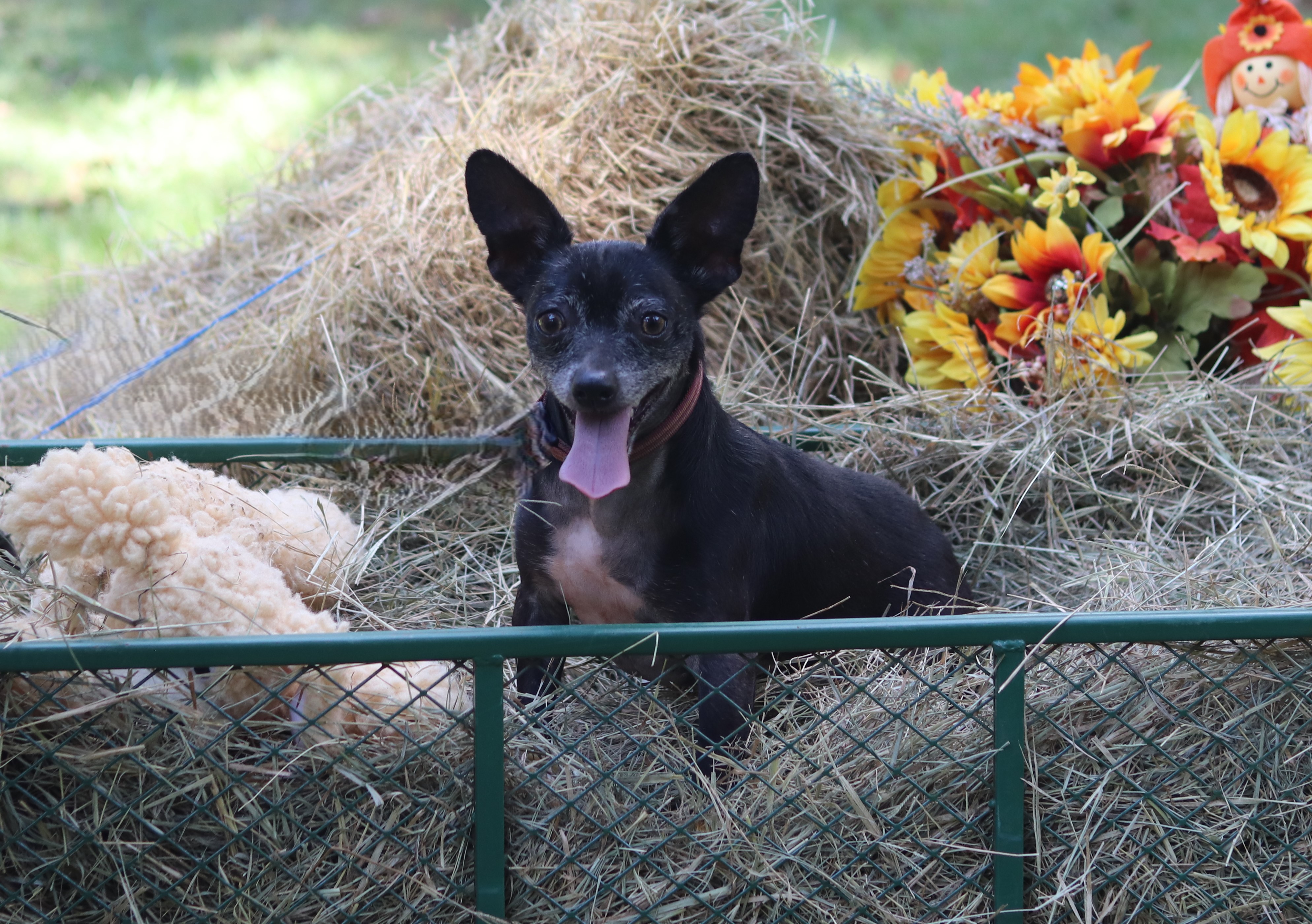 Enlarge Wayne, a Adoptable mixed breed in Hayden, AL image 4/6