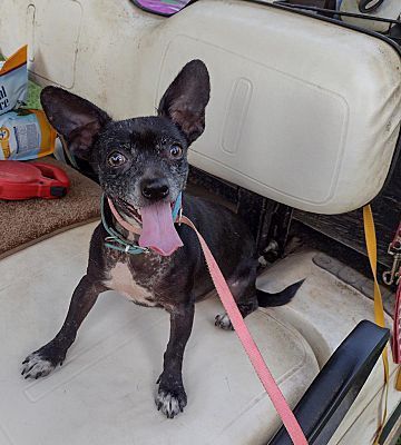 Enlarge Wayne, a Adoptable mixed breed in Hayden, AL image 6/6