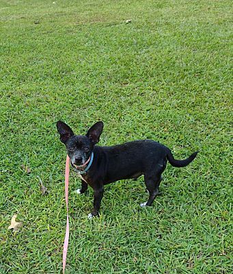 Enlarge Wayne, a Adoptable mixed breed in Hayden, AL image 5/6