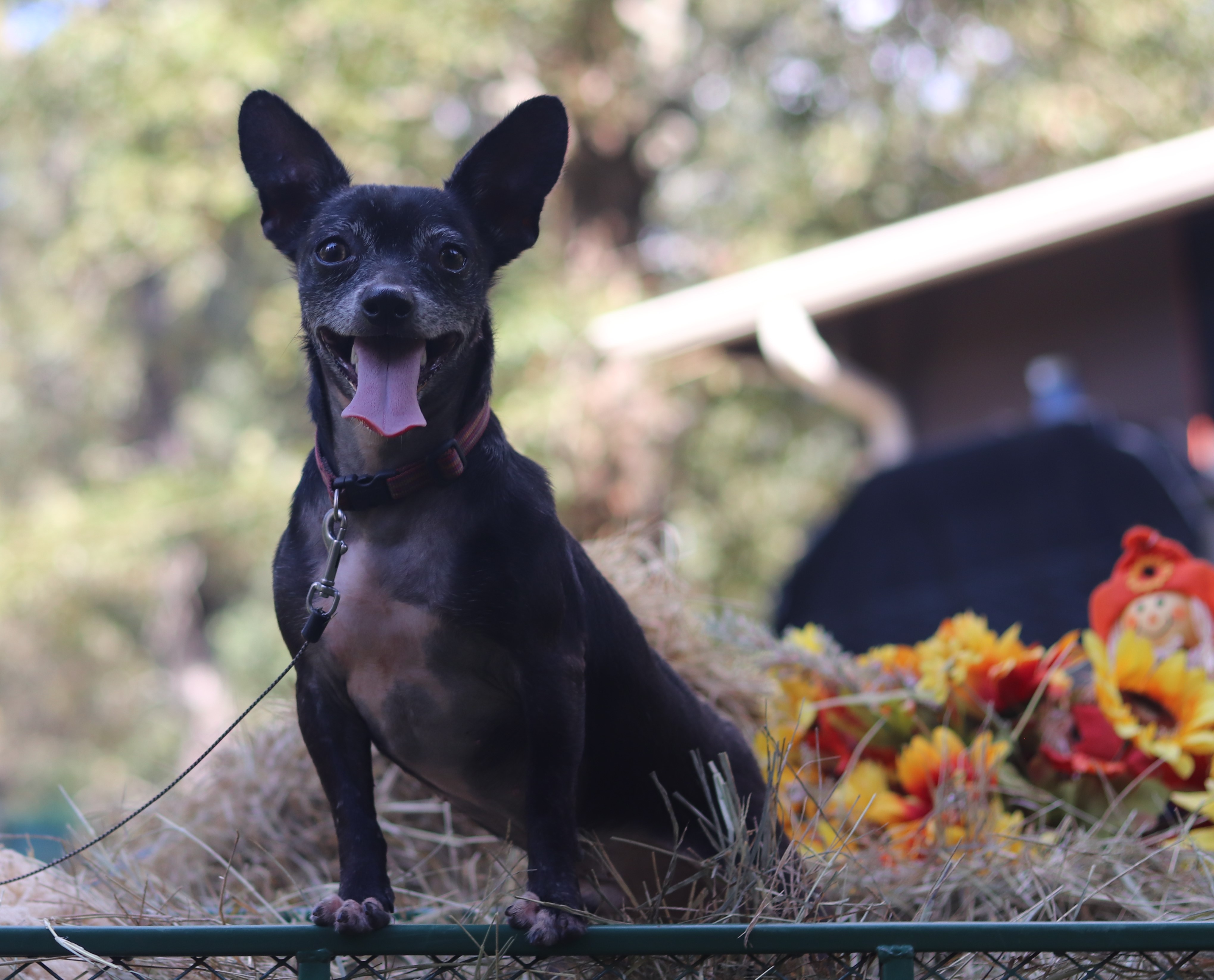 Enlarge Wayne, a Adoptable mixed breed in Hayden, AL image 2/6