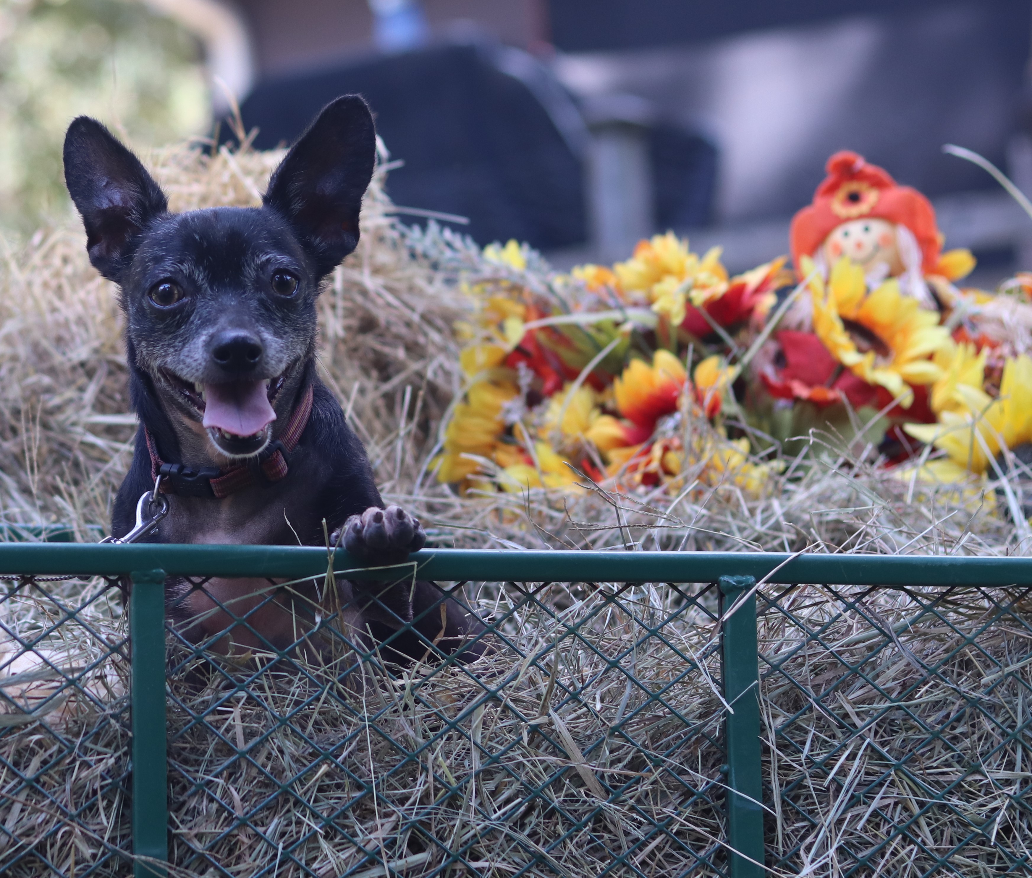 Enlarge Wayne, a Adoptable mixed breed in Hayden, AL image 3/6