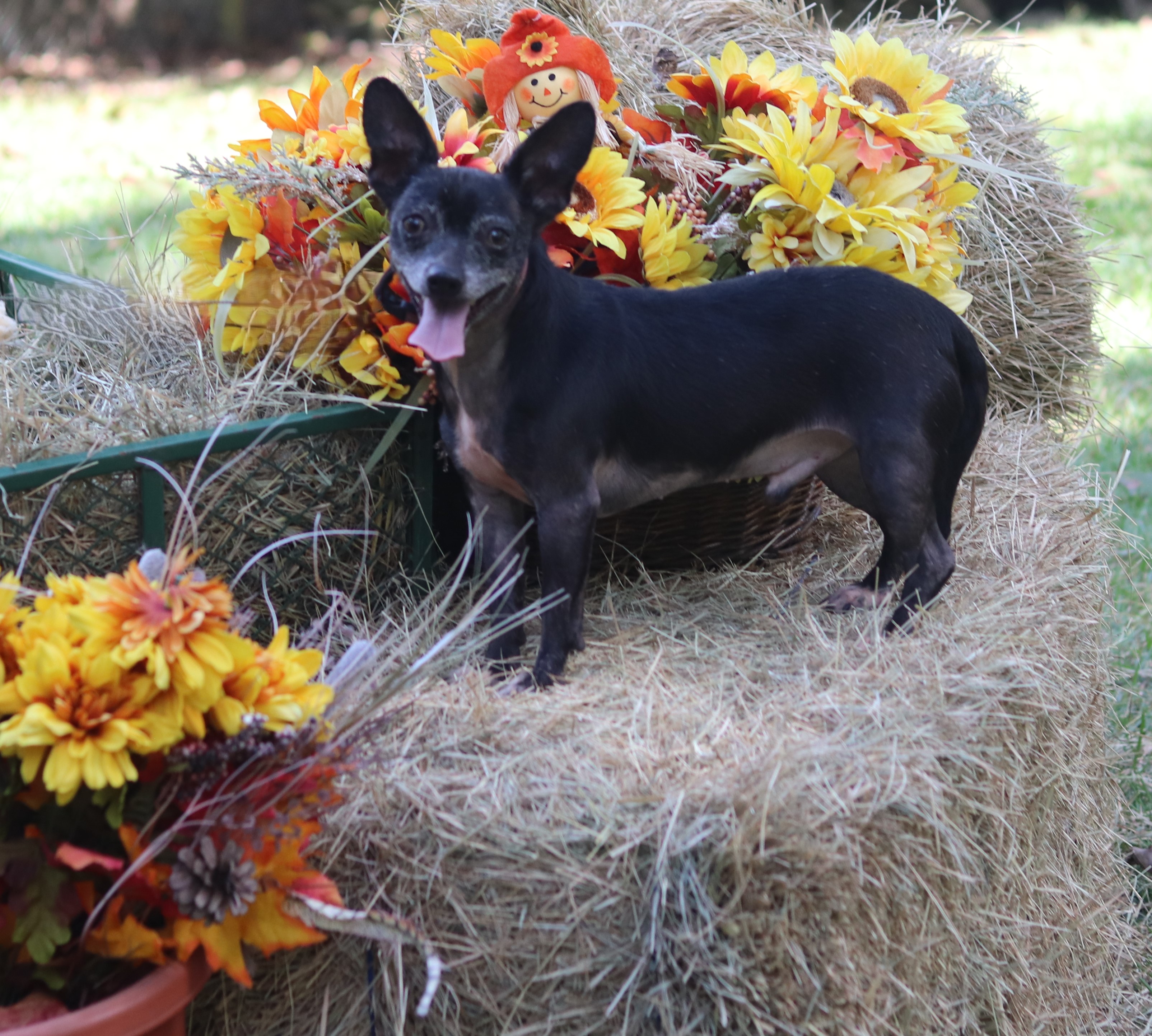 Enlarge Wayne, a Adoptable mixed breed in Hayden, AL image 1/6
