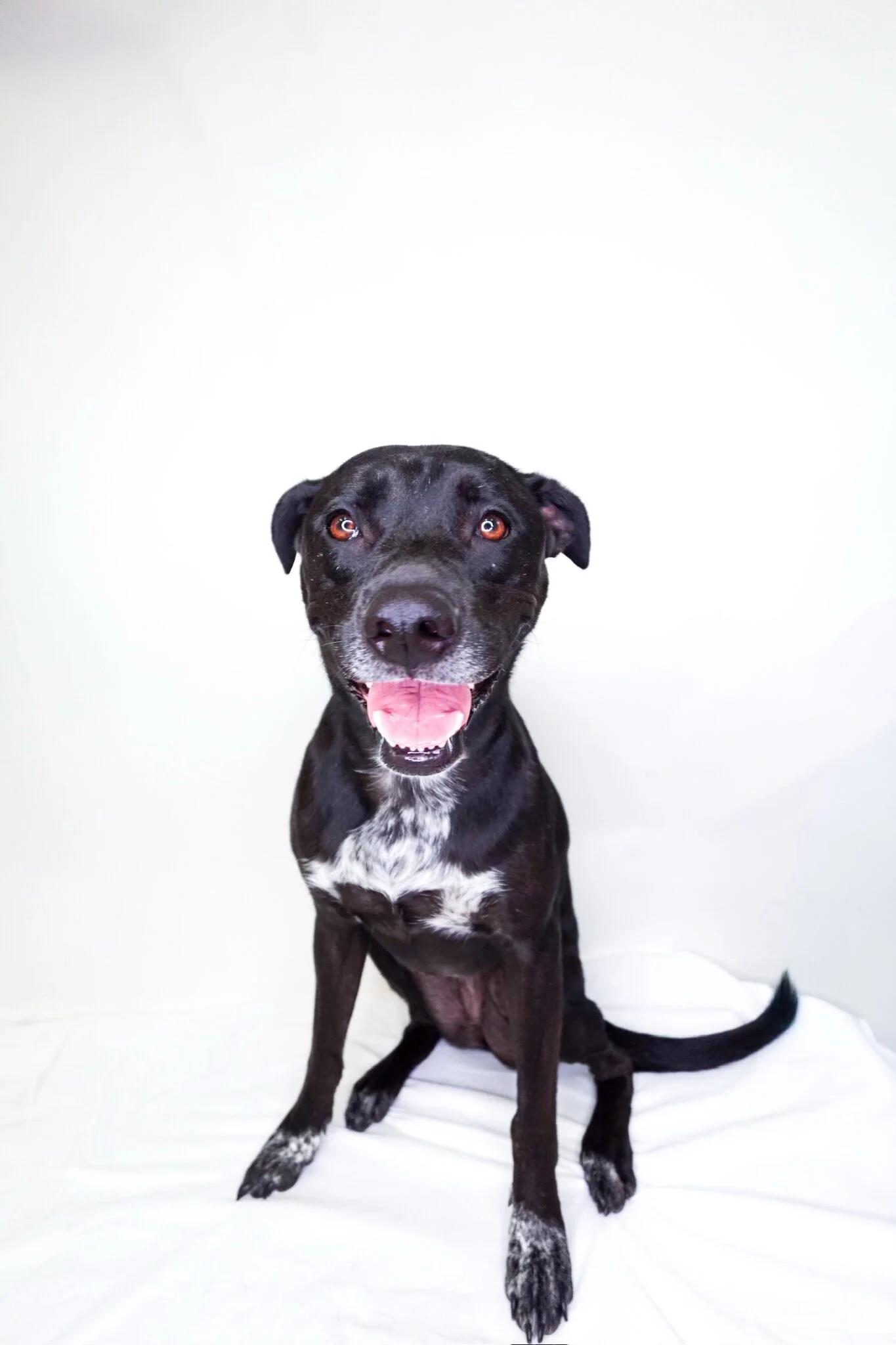 Freezie, Adoptable, Adult Female Pit Bull Terrier.