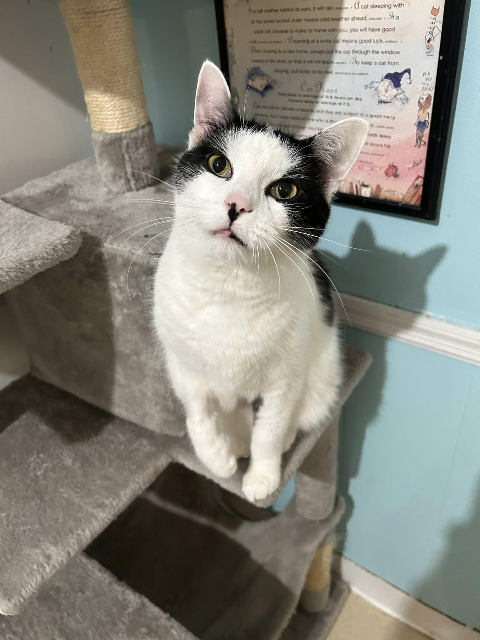 Otis, Adoptable, Adult Male Domestic Short Hair.