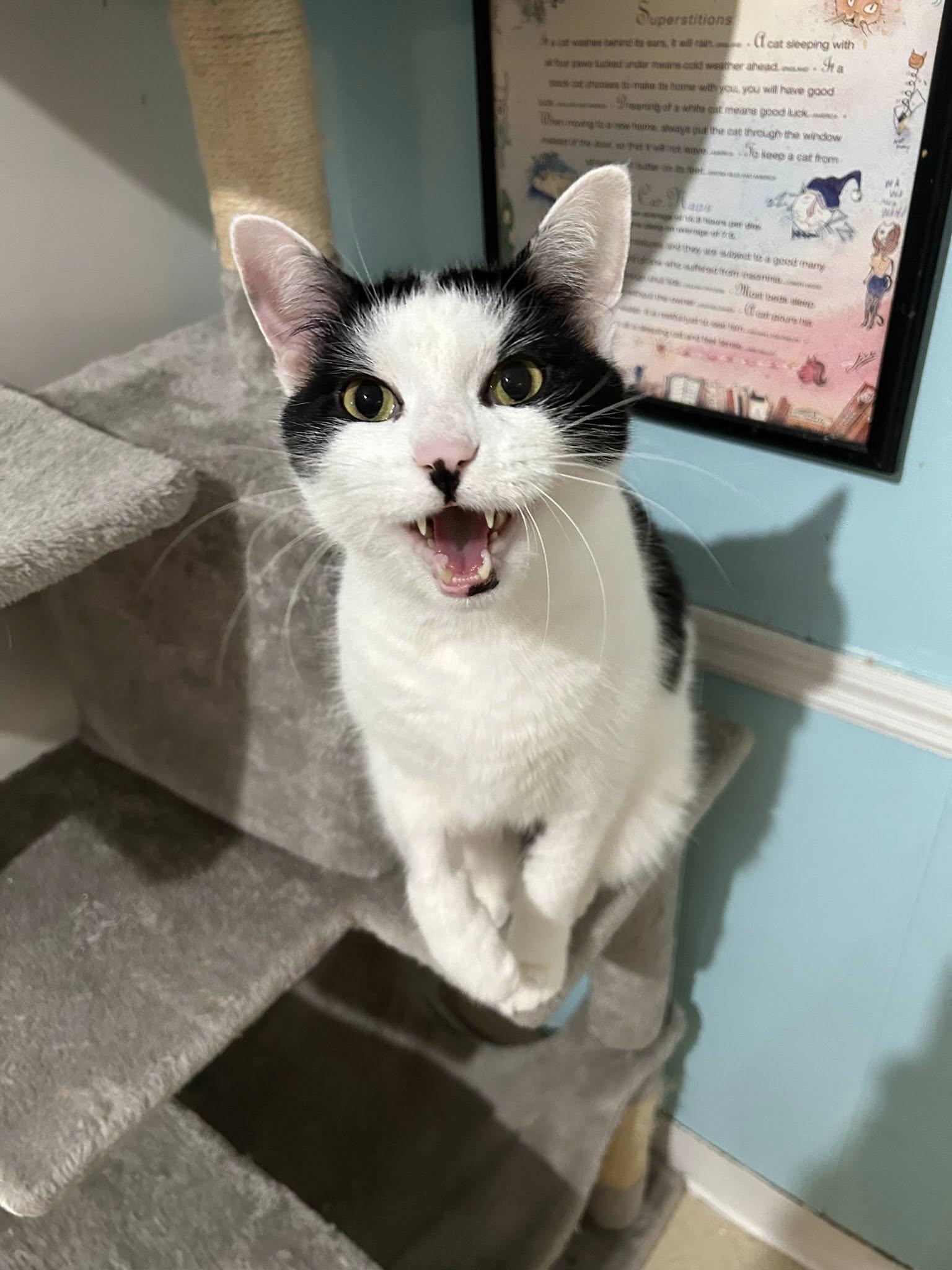 Otis, a Adoptable Domestic Short Hair in Dellslow, WV image 2/6