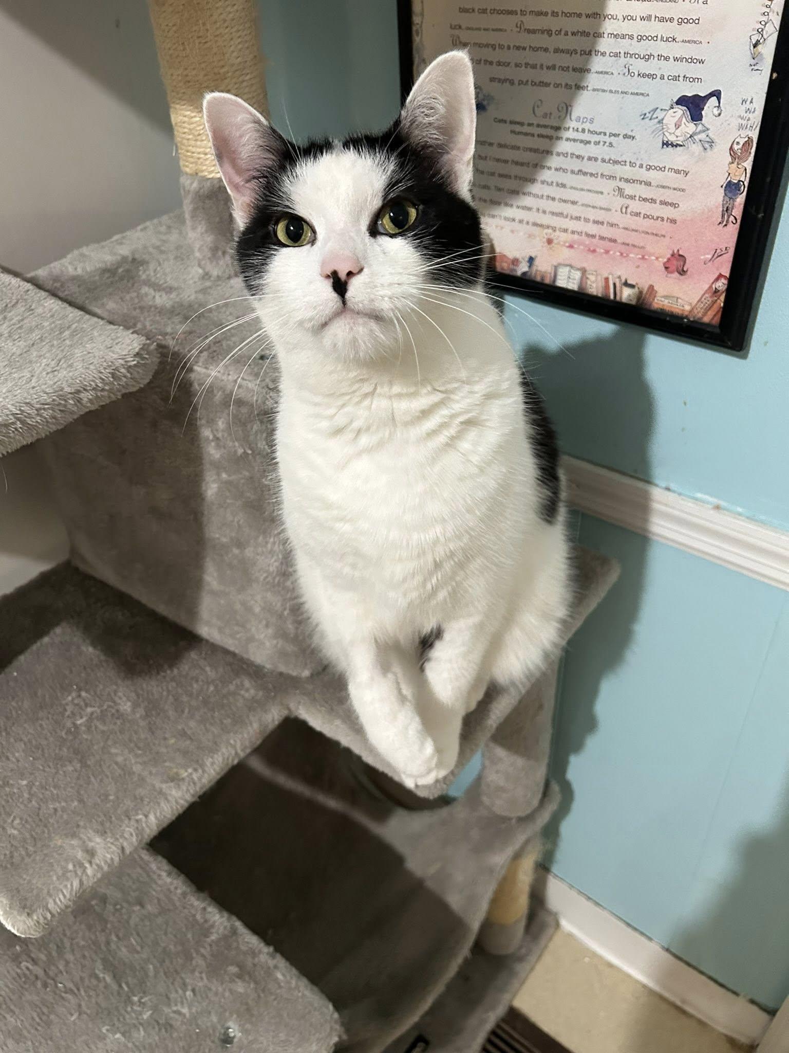 Otis, a Adoptable Domestic Short Hair in Dellslow, WV image 4/6