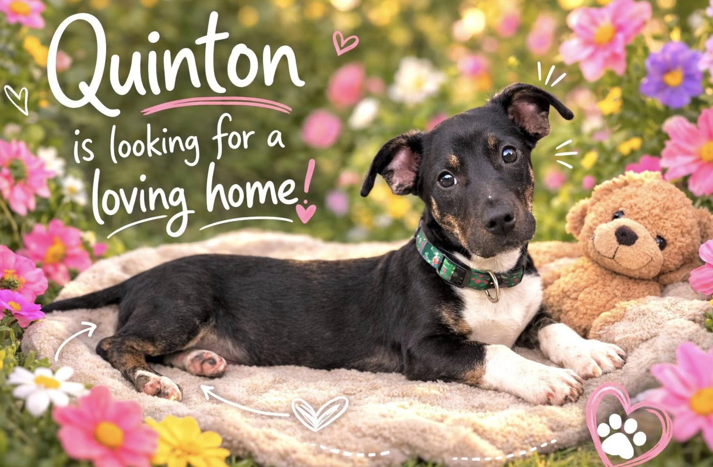 Quinton — thumbnail 4