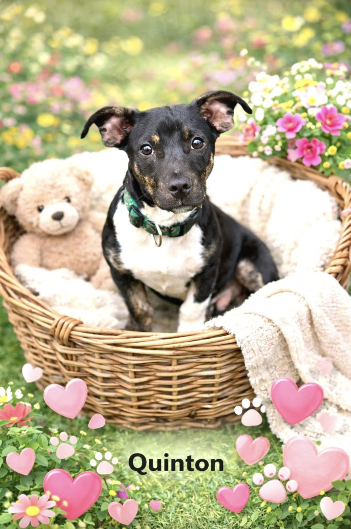 Quinton — thumbnail 6