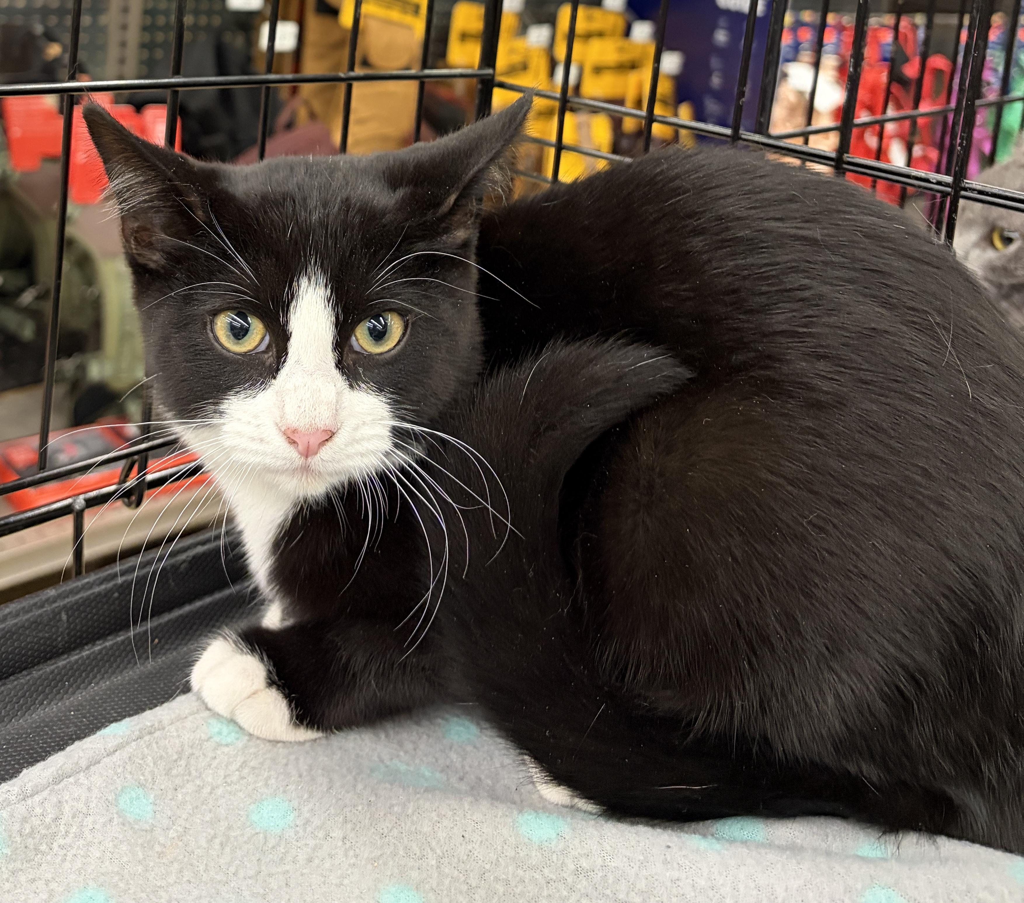 Enlarge Jekyll, an adopted Domestic Short Hair in Easley, SC image 1/1