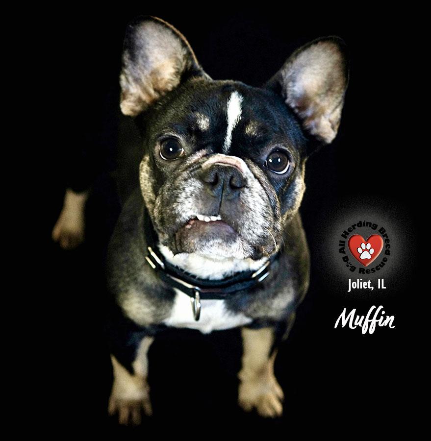 Muffin , an adopted French Bulldog in Joliet, IL image 1/3