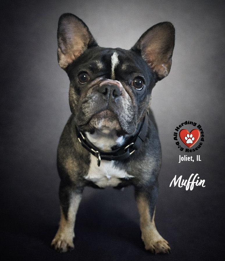 Muffin , an adopted French Bulldog in Joliet, IL image 3/3