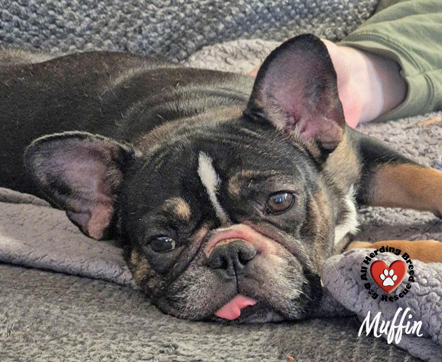 Muffin , an adopted French Bulldog in Joliet, IL image 2/3