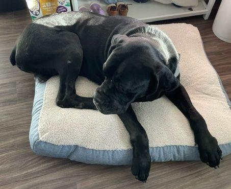 Enlarge Tiny, an adopted mixed breed in Larkspur, CO image 1/4