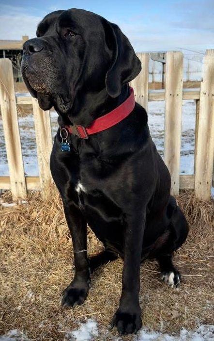 Enlarge Tiny, an adopted mixed breed in Larkspur, CO image 3/4