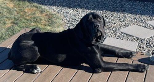 Enlarge Tiny, an adopted mixed breed in Larkspur, CO image 2/4