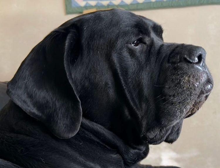 Enlarge Tiny, an adopted mixed breed in Larkspur, CO image 4/4