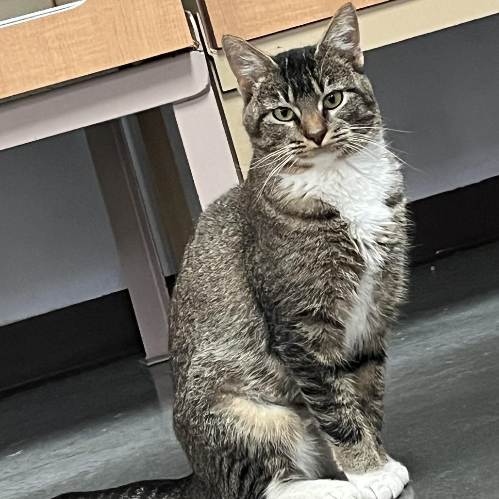 Darla, Adoptable, Adult Female Domestic Short Hair.