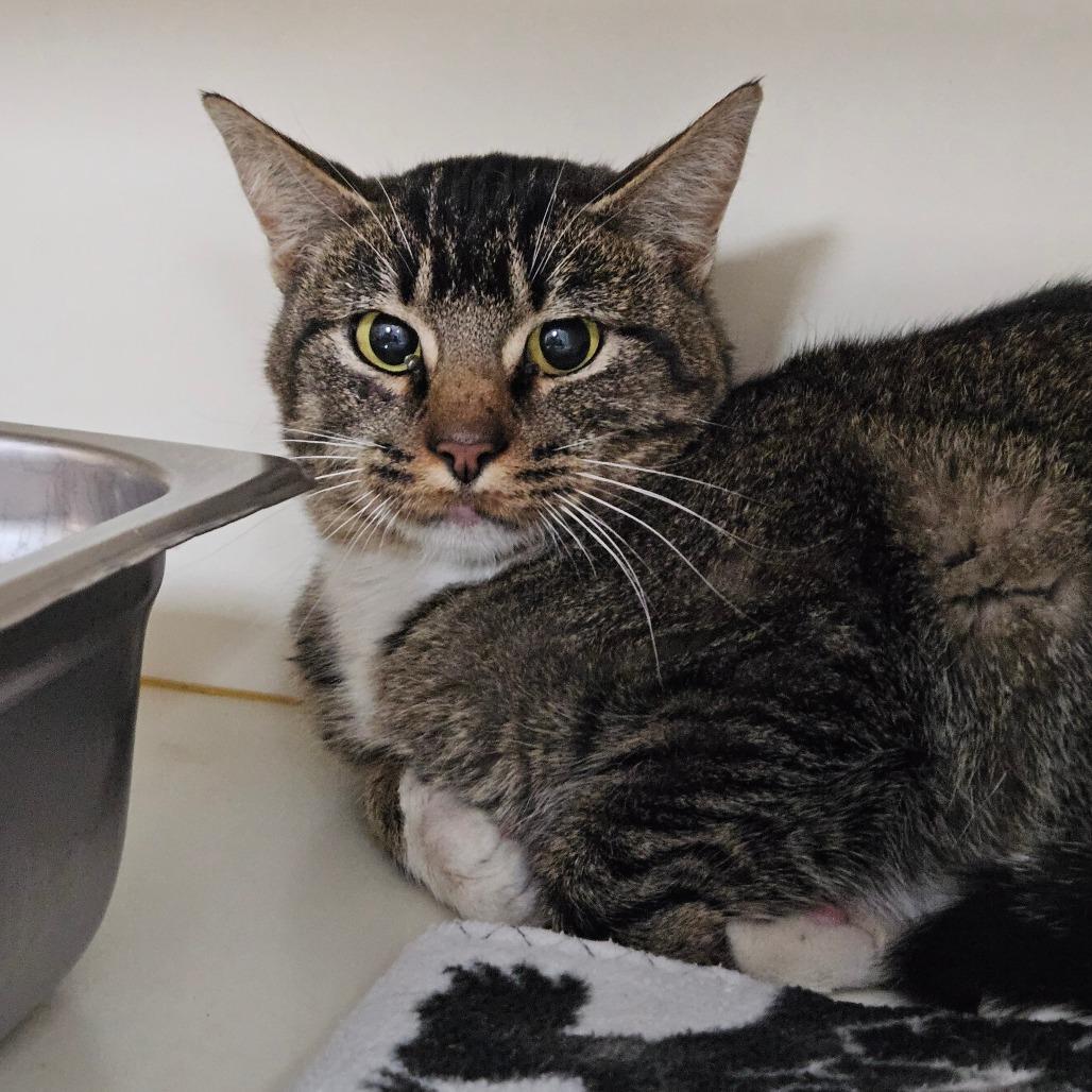 Darla, Adoptable, Adult Female Domestic Short Hair.