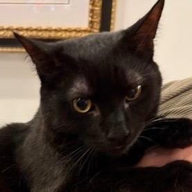 Asher, Adoptable, Young Male Domestic Short Hair.