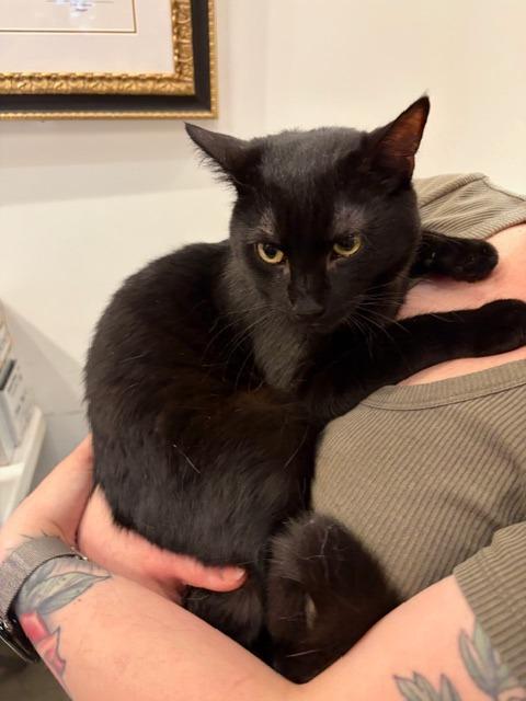 Enlarge Asher, a Adoptable mixed breed in New York, NY image 2/4