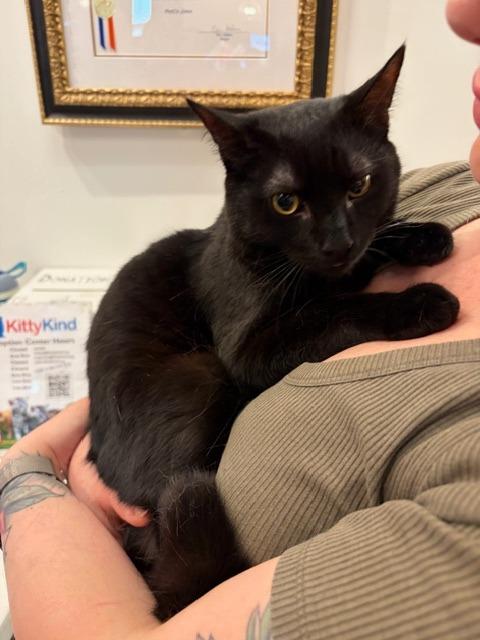 Enlarge Asher, a Adoptable mixed breed in New York, NY image 3/4