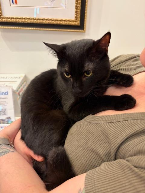 Enlarge Asher, a Adoptable mixed breed in New York, NY image 4/4