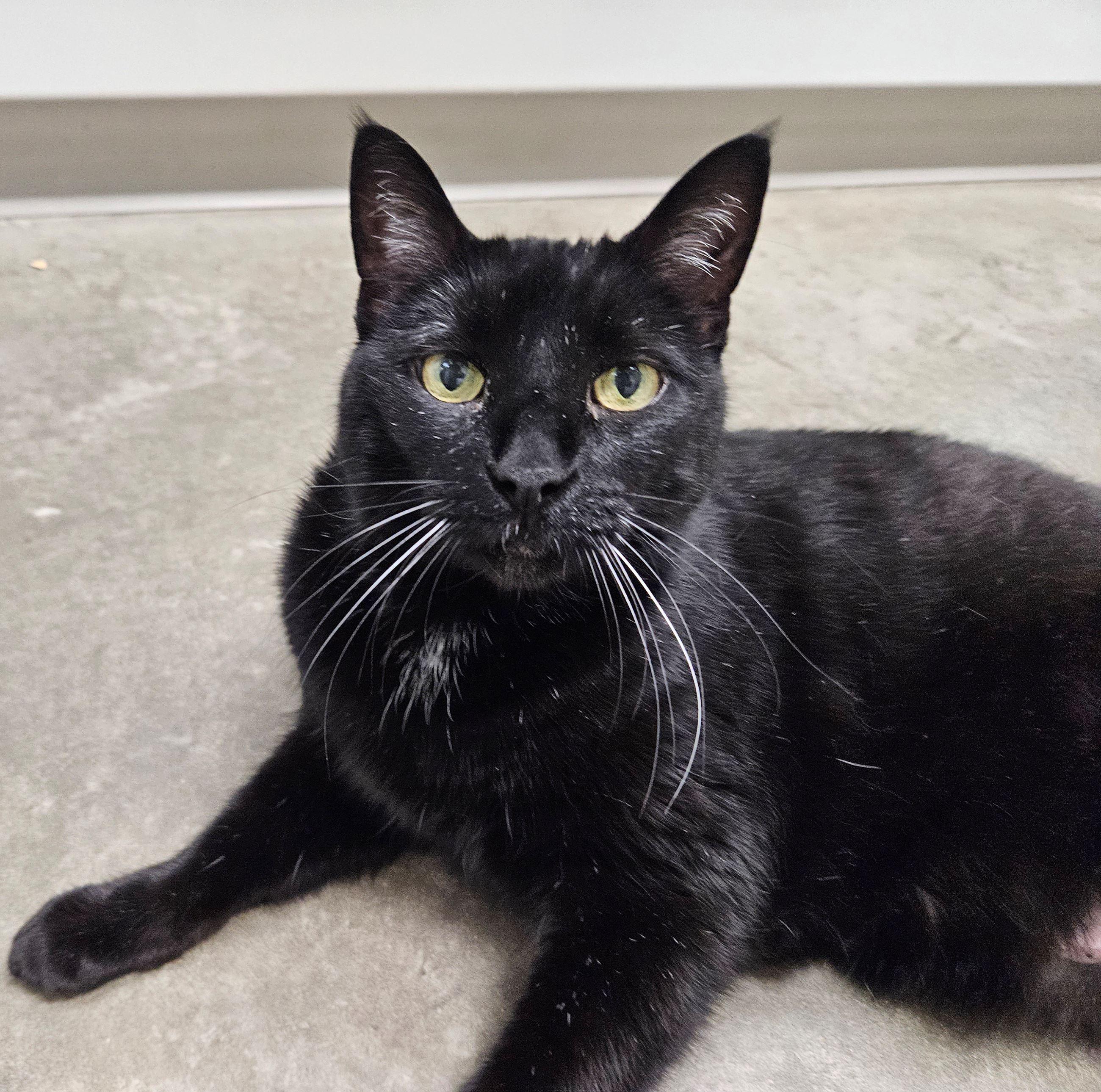 Oliver, ADOPTABLE, Senior Male Domestic Short Hair.