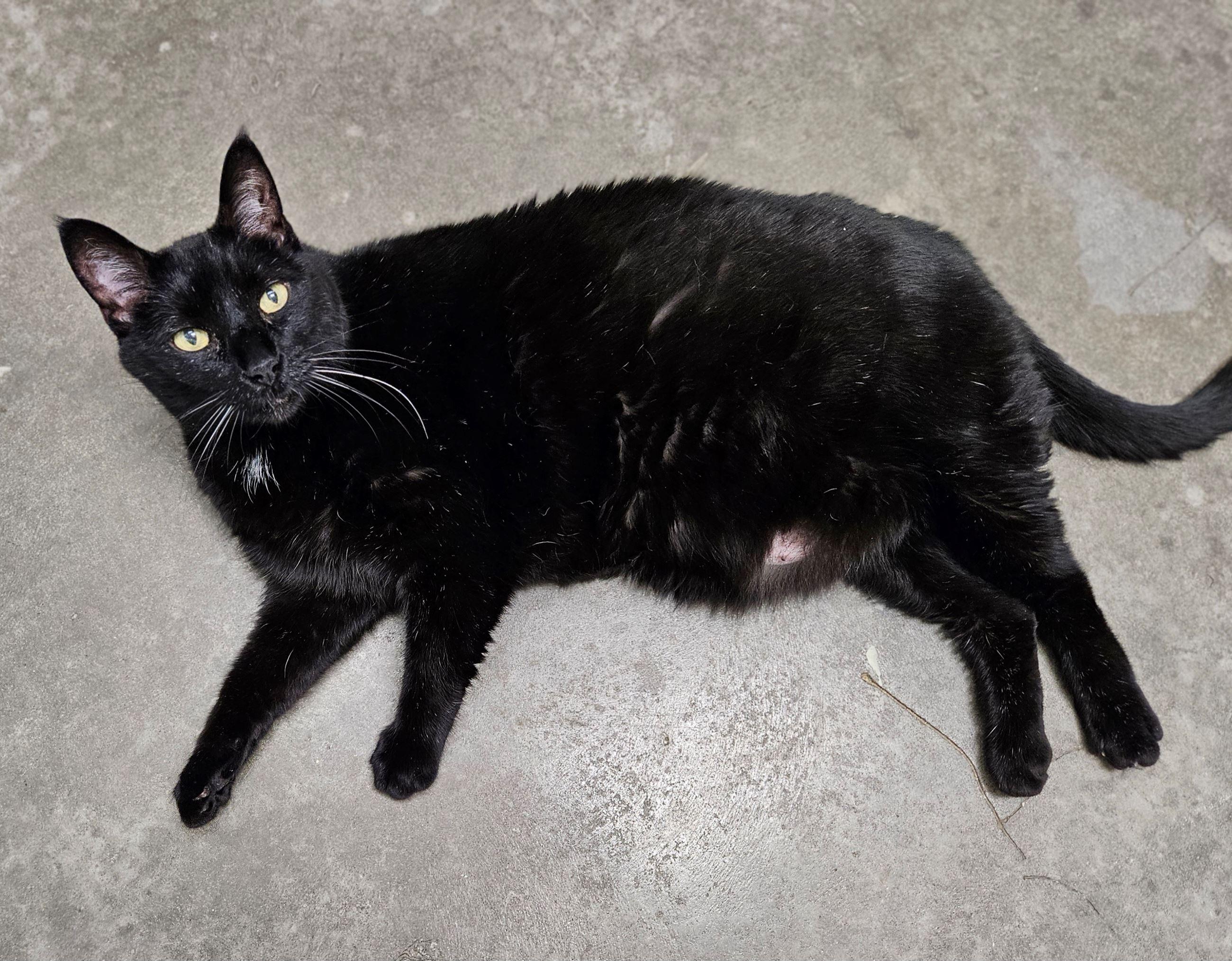 Enlarge Oliver, a ADOPTABLE Domestic Short Hair in Iowa City, IA image 2/2