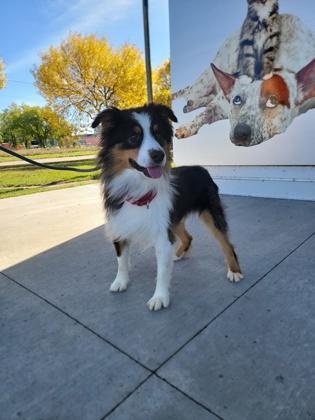 Ziti, Adoptable, Adult Male Australian Shepherd & Mixed Breed.