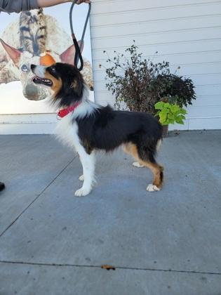 Enlarge Ziti, a Adoptable mixed breed in Fergus Falls, MN image 2/3