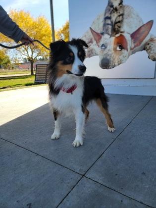 Enlarge Ziti, a Adoptable mixed breed in Fergus Falls, MN image 3/3