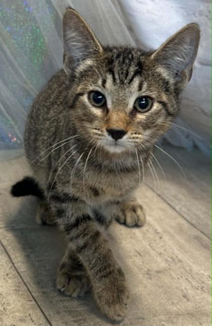 Mercury, Adoptable, Adult Male Domestic Short Hair & Domestic Short Hair.