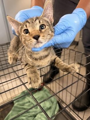 Enlarge Mercury, a Adoptable mixed breed in Shreveport, LA image 2/2