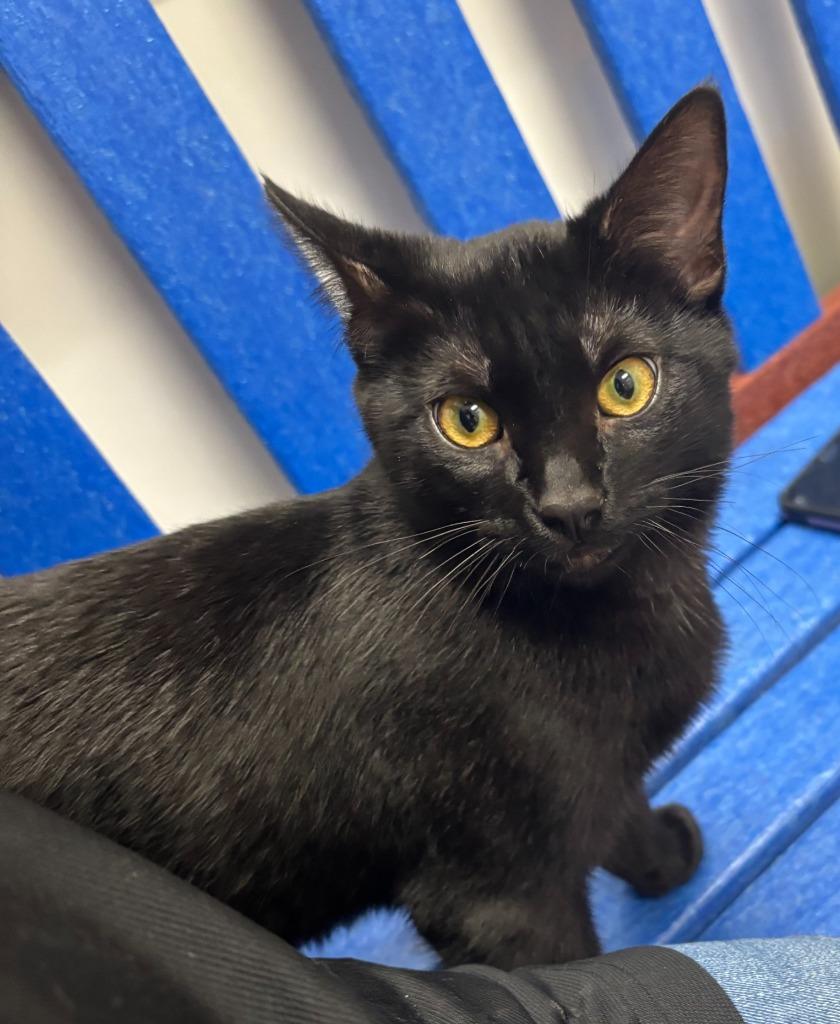 Noir, a Adoptable mixed breed in Little Elm, TX image 1/2