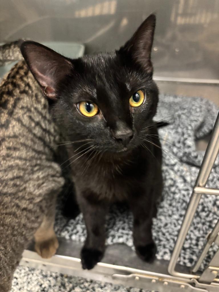 Noir, a Adoptable mixed breed in Little Elm, TX image 2/2