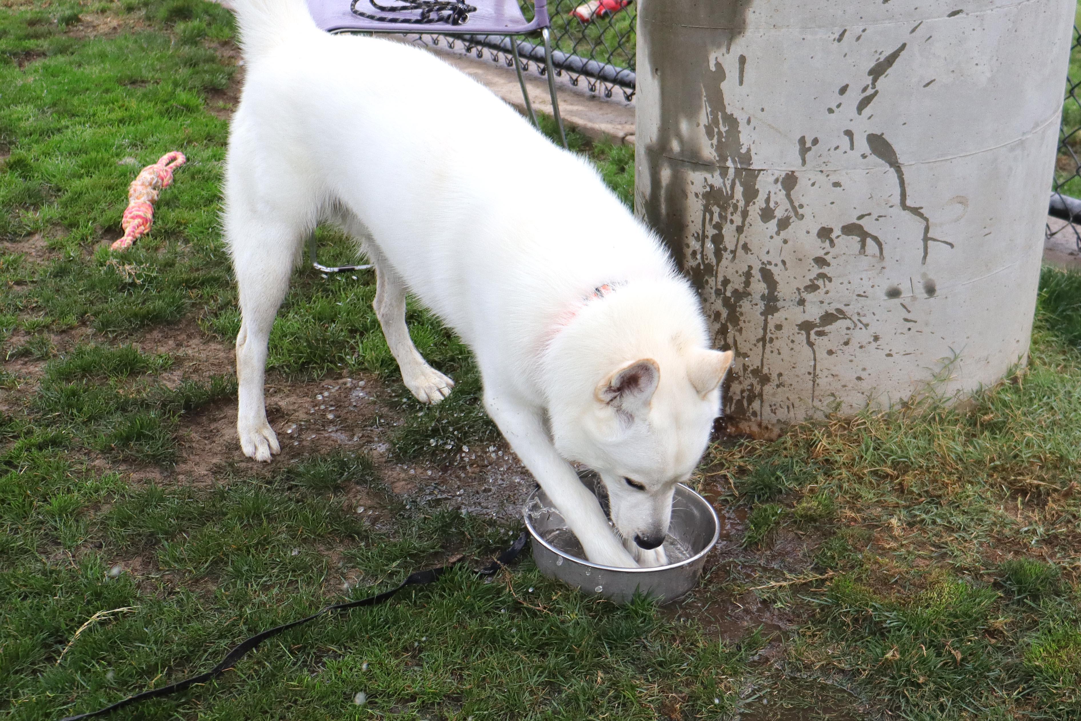 Enlarge Yeti, a Adoptable mixed breed in Clovis, CA image 2/5