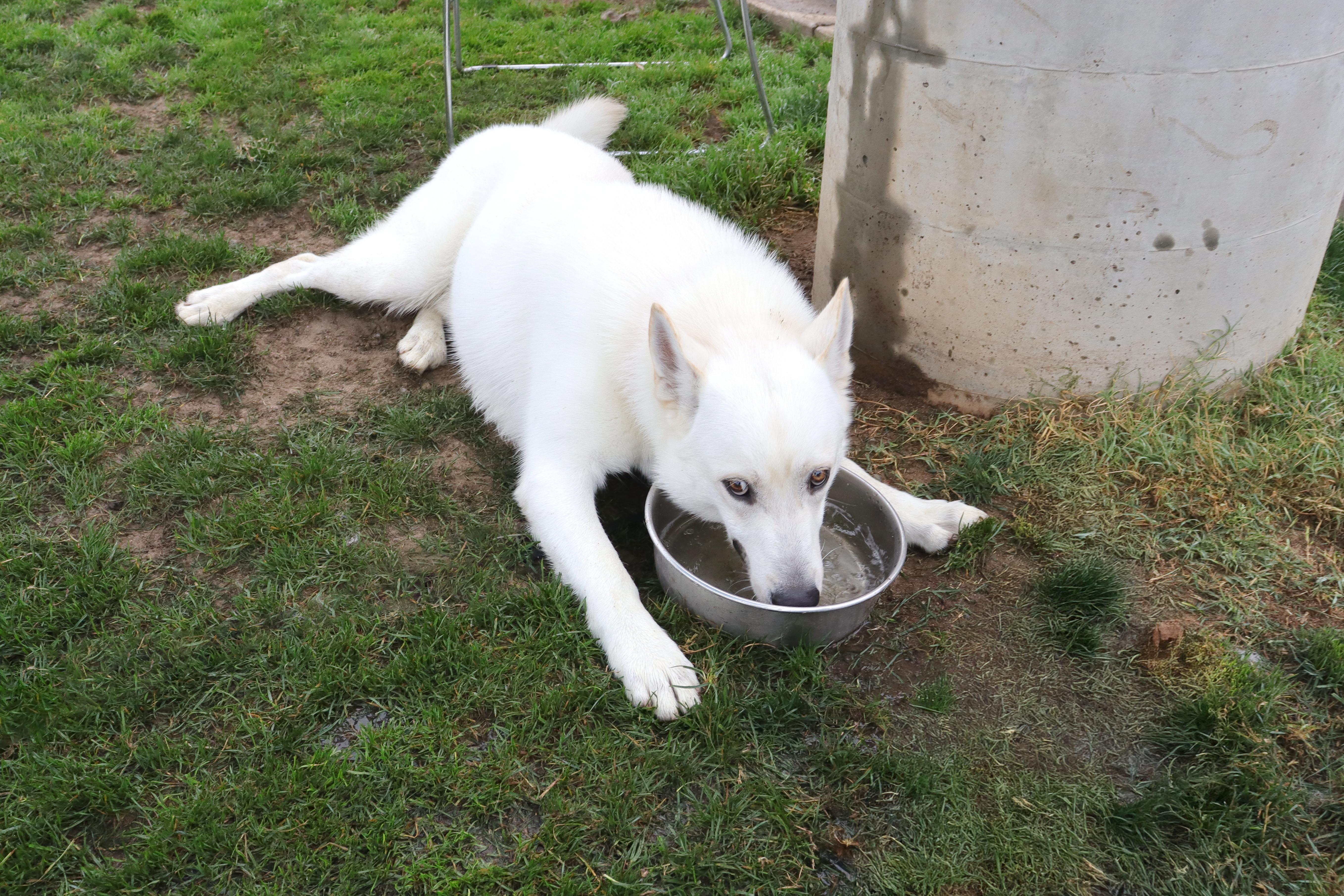 Enlarge Yeti, a Adoptable mixed breed in Clovis, CA image 3/5