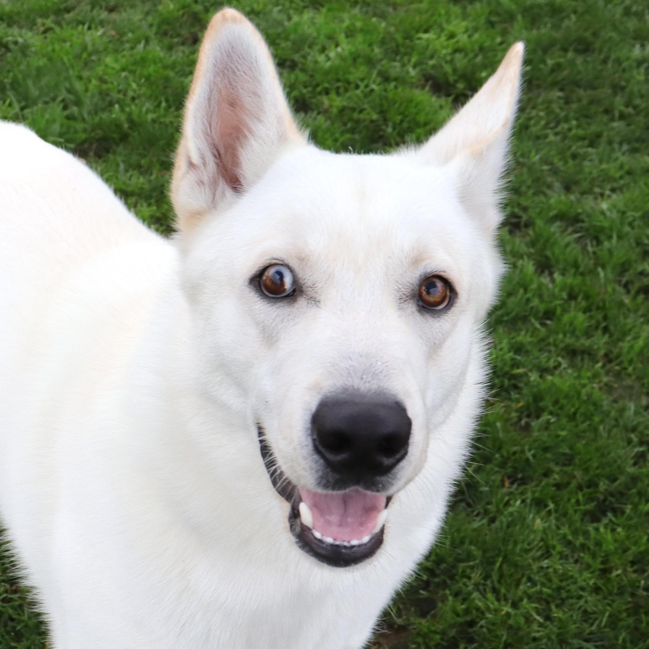 Yeti, Adoptable, Adult Male Siberian Husky & Shepherd.