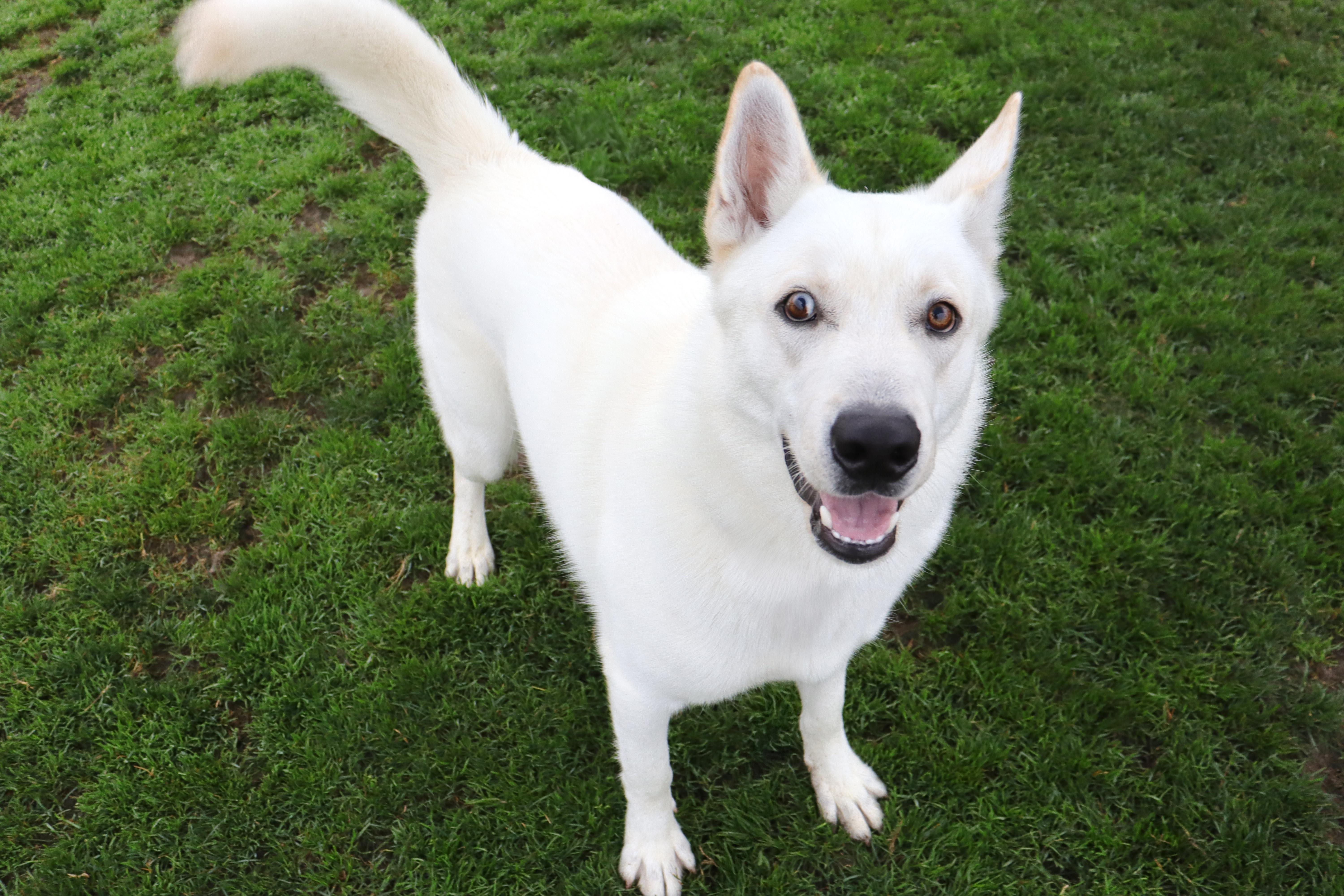Enlarge Yeti, a Adoptable mixed breed in Clovis, CA image 4/5