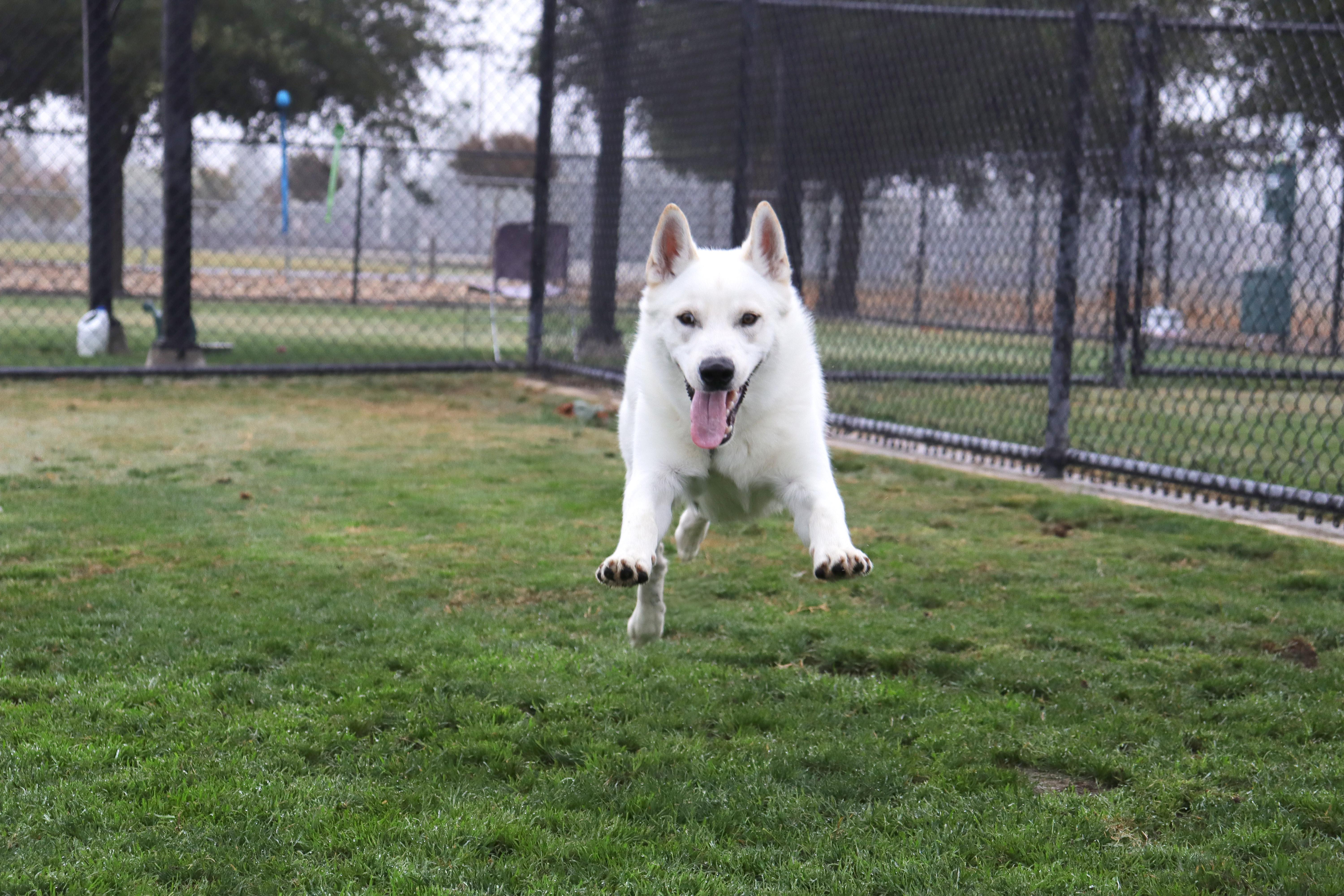 Enlarge Yeti, a Adoptable mixed breed in Clovis, CA image 5/5