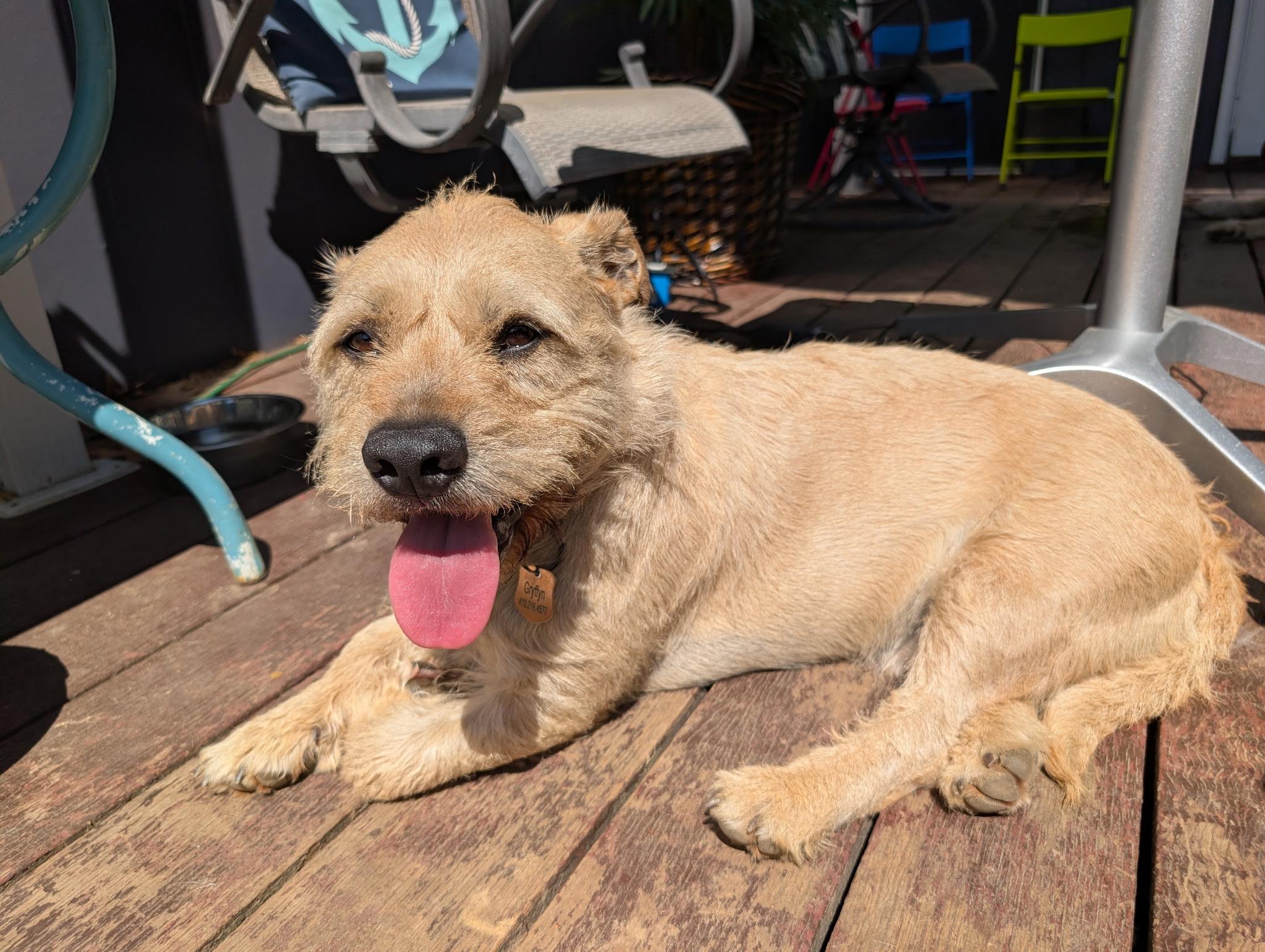 Griffin , ADOPTABLE, Young Male Terrier.