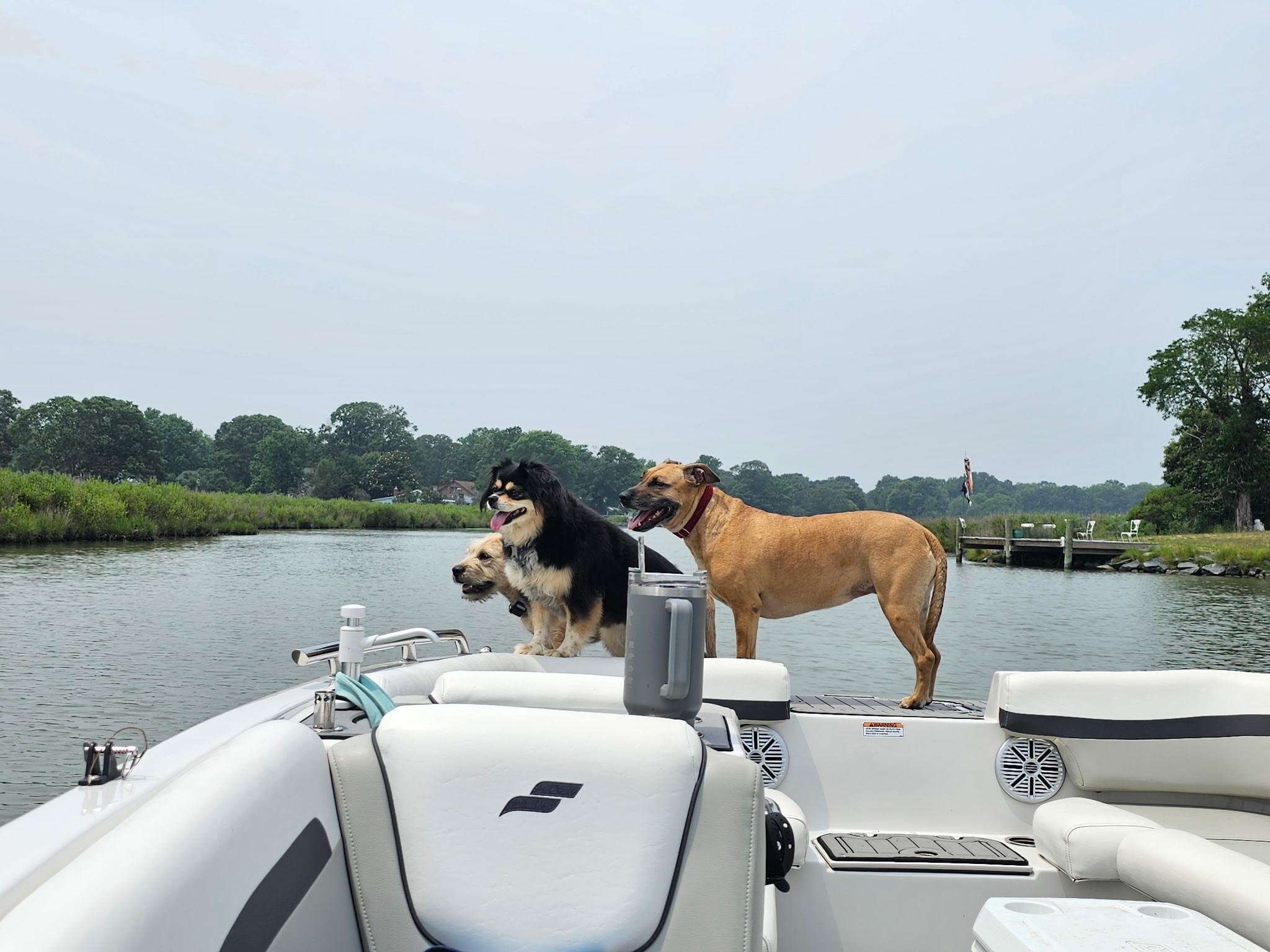 Griffin , a ADOPTABLE mixed breed in Chesapeake Beach, MD image 3/6