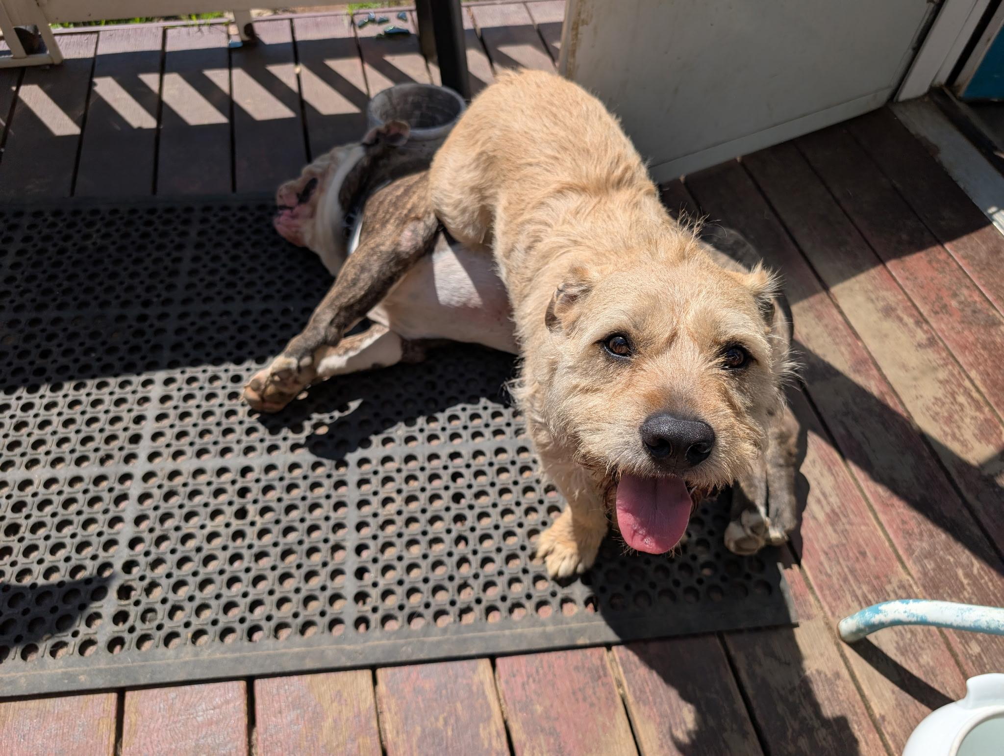 Griffin , a ADOPTABLE mixed breed in Chesapeake Beach, MD image 4/6