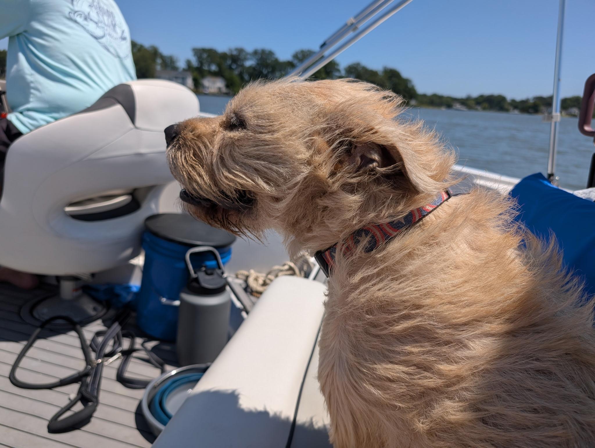 Griffin , a ADOPTABLE mixed breed in Chesapeake Beach, MD image 2/6