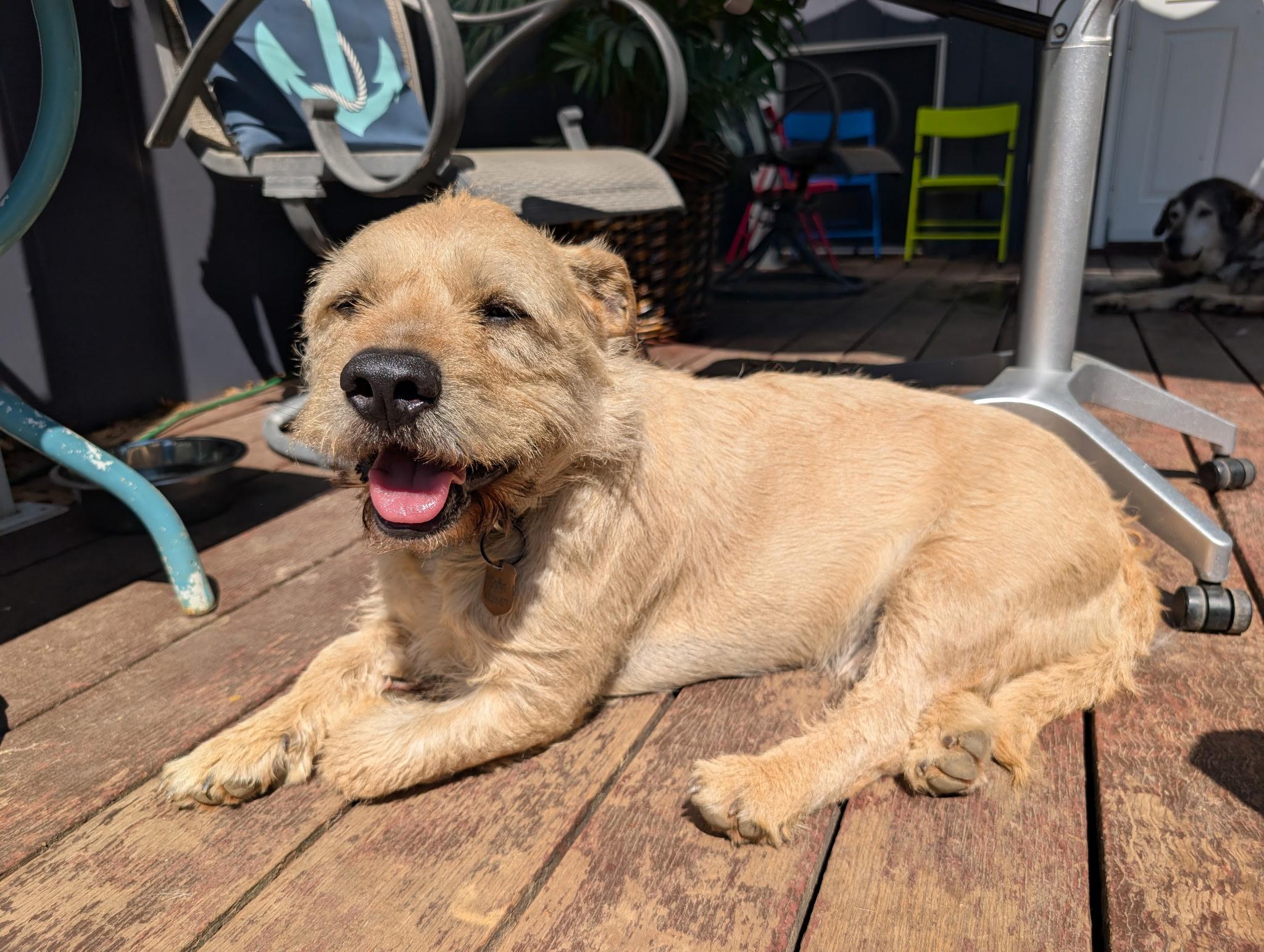 Griffin , a ADOPTABLE mixed breed in Chesapeake Beach, MD image 6/6