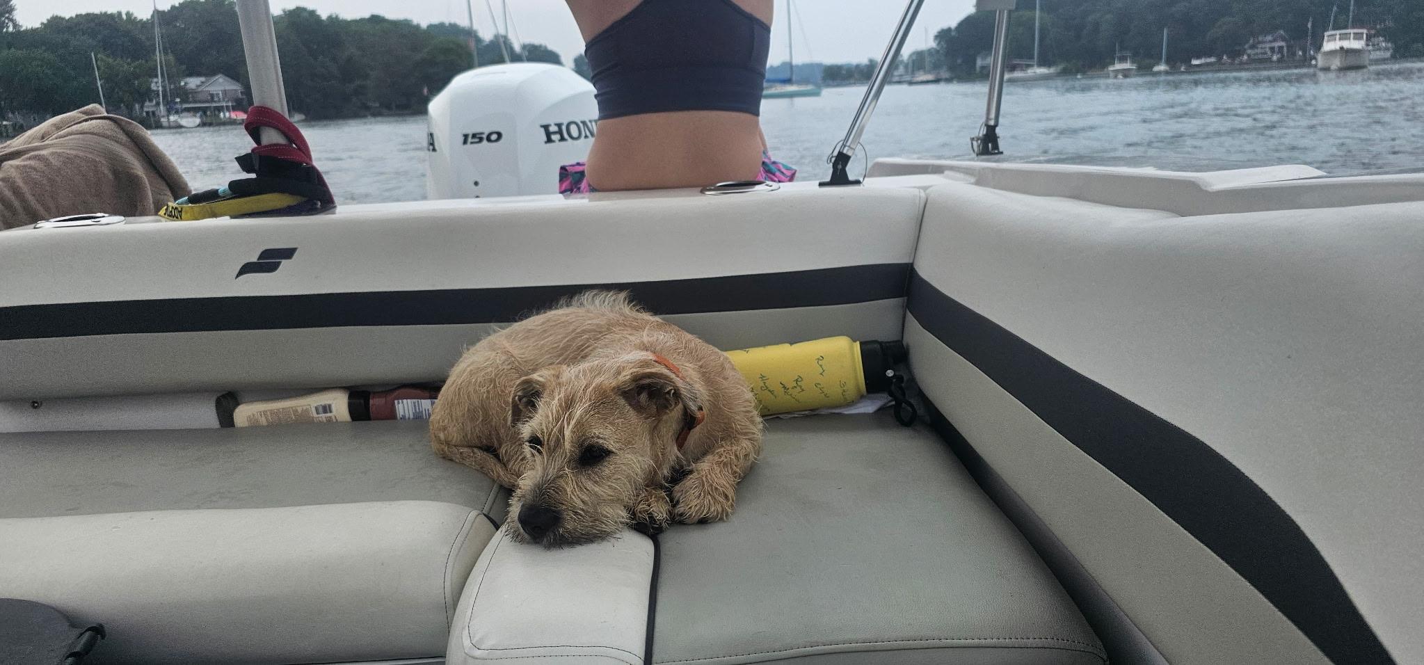 Griffin , a ADOPTABLE mixed breed in Chesapeake Beach, MD image 5/6