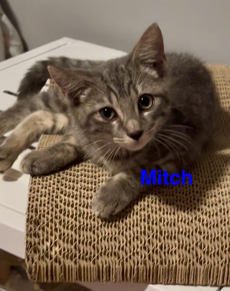 Mitch, adopted, Kitten Male Tabby.