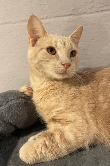 Grizzly (LE), a Adoptable Domestic Short Hair in Little Falls, NJ image 1/3