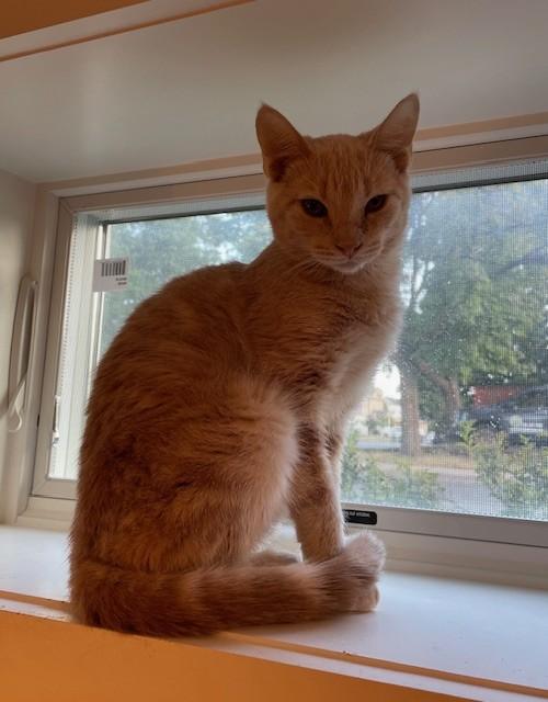 Grizzly (LE), a Adoptable Domestic Short Hair in Little Falls, NJ image 2/3